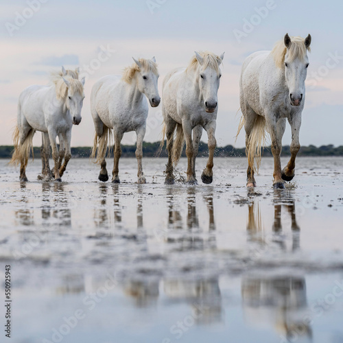 Four white horses of the Camargue, South of France walk through the shallow lagoons with their reflections in the water