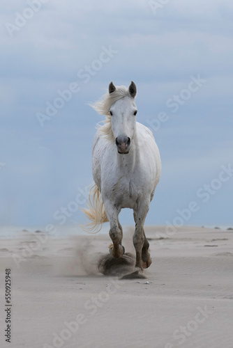 Solo white horse of the Camargue, South of France, running across a sandy beach.