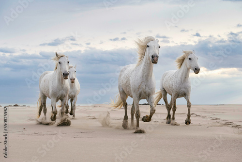 Fototapeta Naklejka Na Ścianę i Meble -  White horses of the Camargue, France galloping across sand dunes