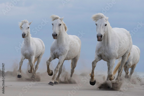 White horses gallop across the sandy beach of the Camargue, South of France