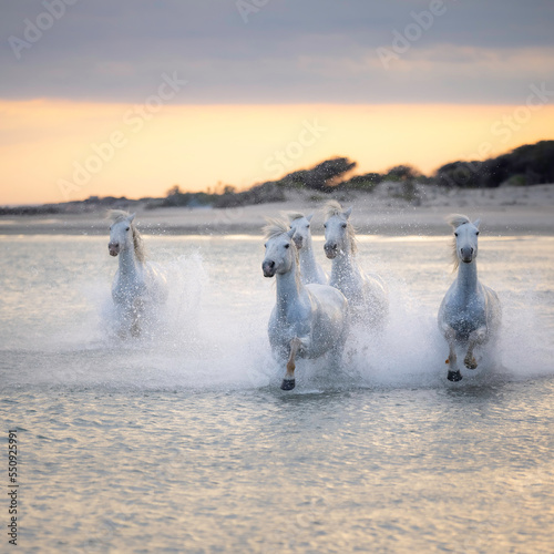 White horses gallop through the surf in the Camargue, South of France with the setting sun in the background
