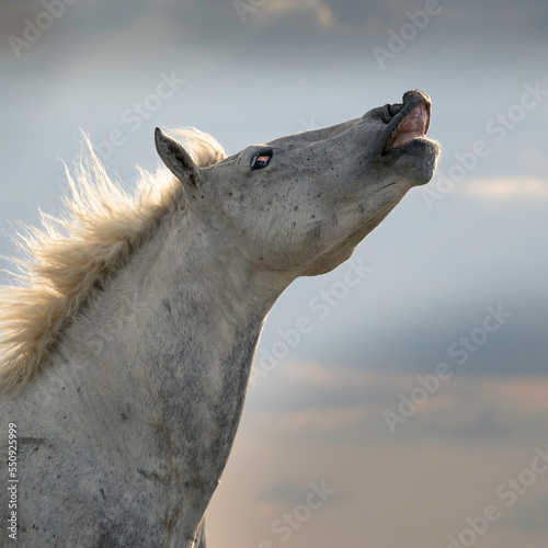 White stallion of the Camargue, France showing a flehmen response