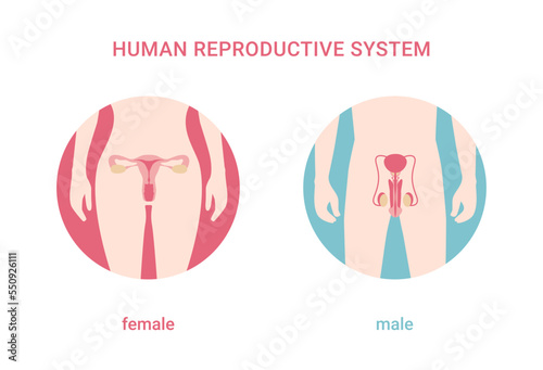 Human reproductive system. Female and male body with reproductive system organs