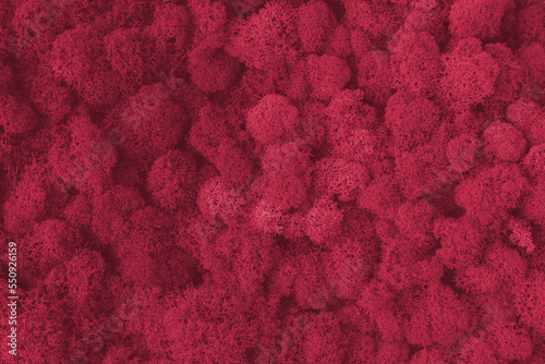 Top view magenta moss for background texture. Color of the year 2023, viva magenta.