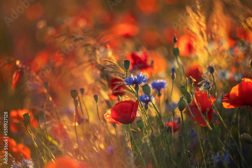 Polana z czerwonymi makami. Kwiaty polne. Red poppy flowers