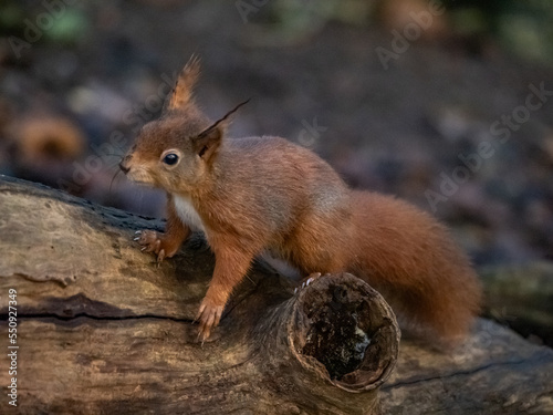 Red Squirrel - Views around the North wales island of Anglesey © Gail Johnson