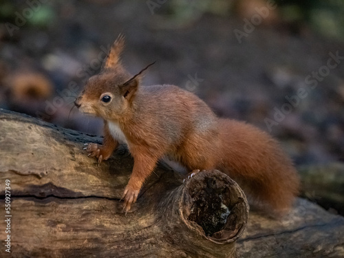 Red Squirrel - Views around the North wales island of Anglesey