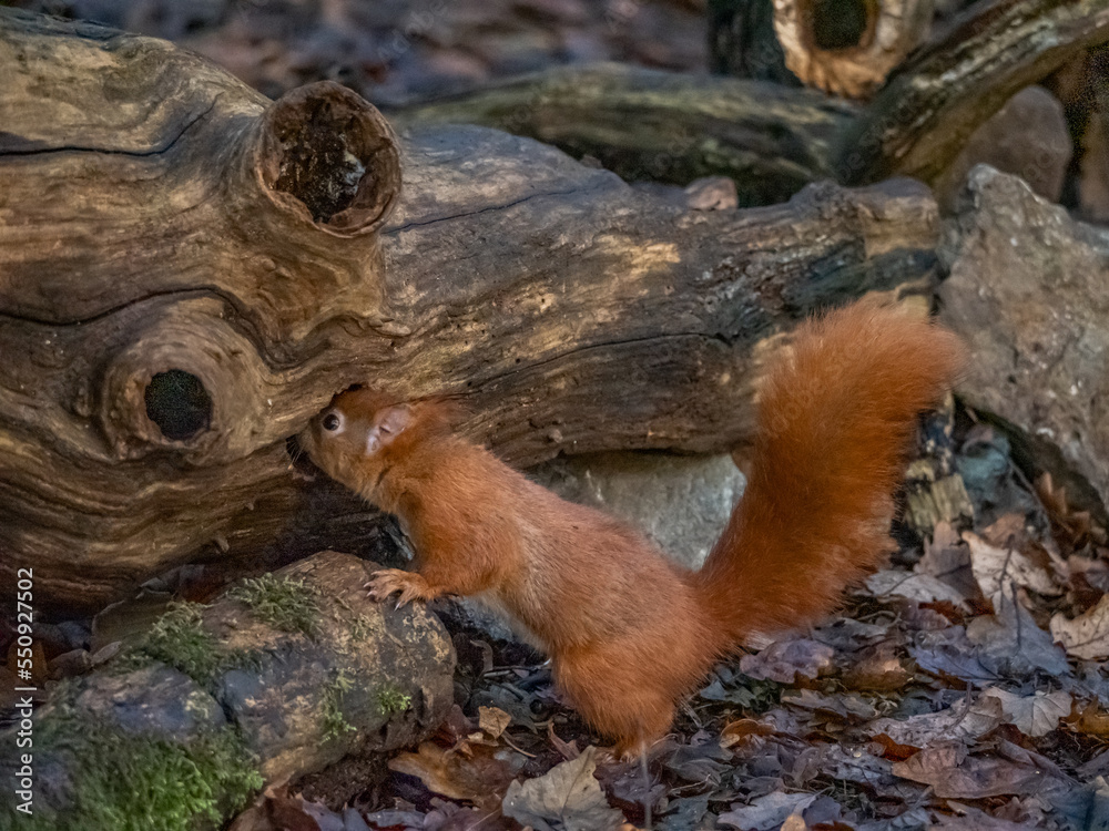 Red Squirrel - Views around the North wales island of Anglesey Red Squirrel - Views around the North wales island of Anglesey