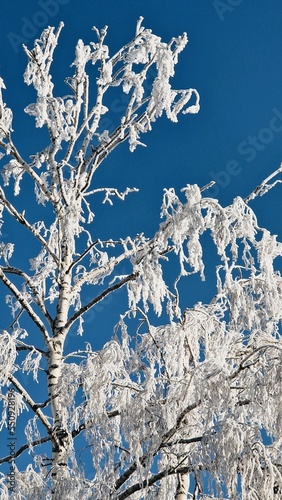 Fotografie White trees against a clear blue sky