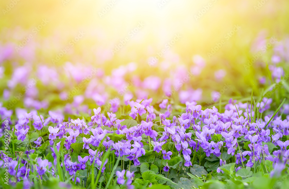Naklejka premium Flower bed with Common violets (Viola Odorata) flowers in bloom, traditional easter flowers, flower background, easter spring background. Close up macro photo, selective focus. Ideal for postcard
