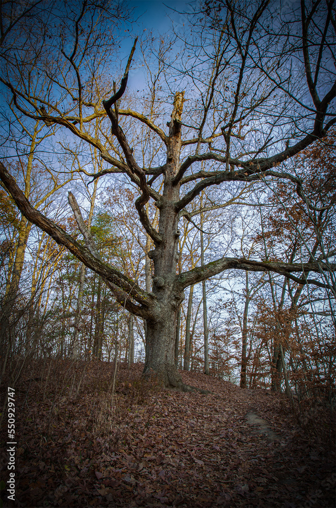 Fototapeta premium Dead Tree at Cataract Cataract Falls, Early November 2022