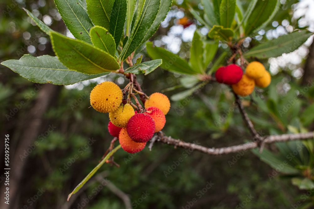 Arbutus, Ericaceae, grows in the Mediterranean area. The fruit/berry is edible and distilled into madroño or  medronho.
