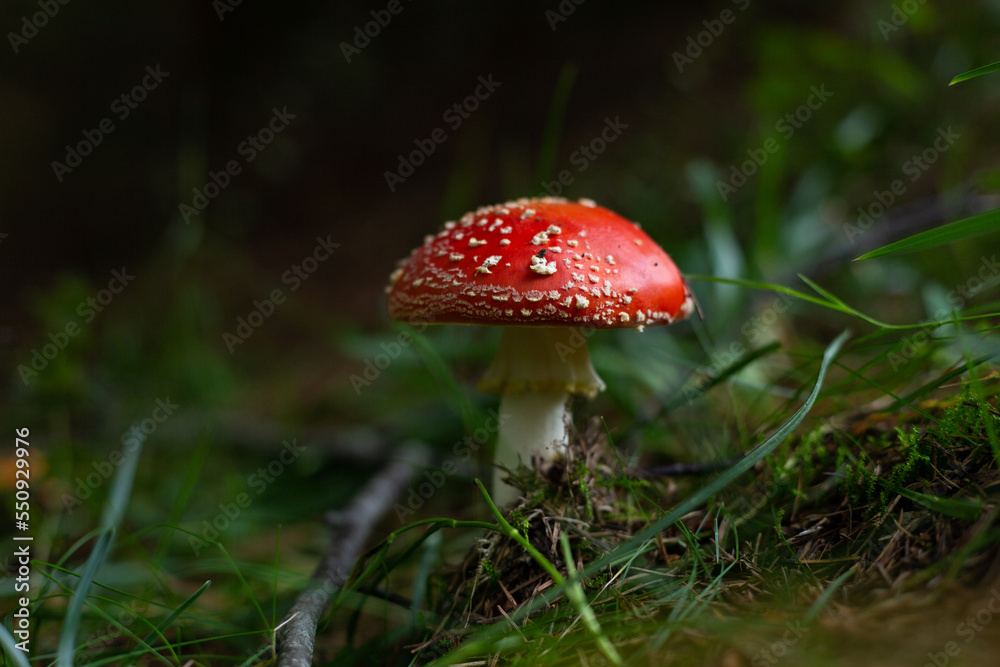 fly agaric growing in the natural environment. fly agaric growing in the natural environment.
