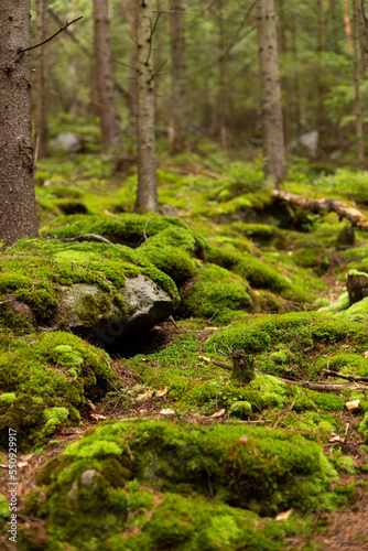 stones and trees in the forest covered with moss. fairy forest