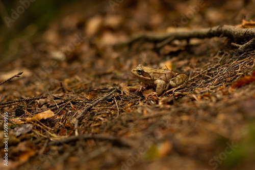 brown frog in the autumn forest on brown leaves.