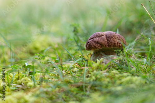 porcini mushroom growing in the natural environment.