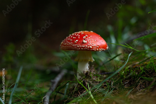 fly agaric growing in the natural environment.
