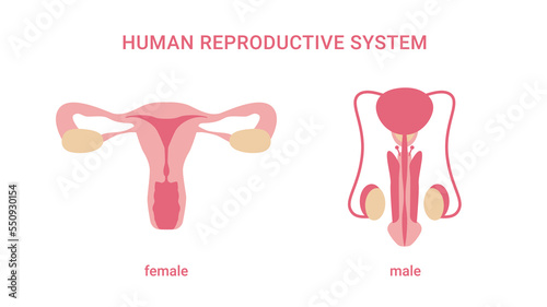 Human reproductive system. female and male organs. internal sex organs