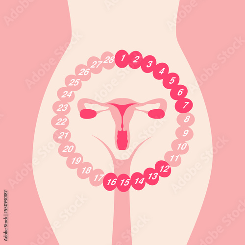 female menstrual cycle. Female reproductive system. Uterus organ isolated on white background