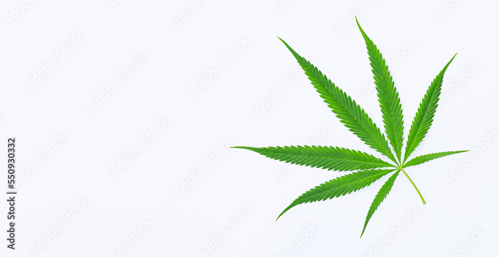 Cannabis leaves on a white background,Green marijuana leaf isolated on white background, medical marijuana cultivation Cannabis leaves on a white background,Green marijuana leaf isolated on white background, medical marijuana cultivation