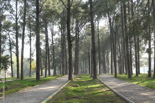 Walk ways surrounded by pine trees in a foggy forest area.
