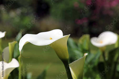 Close up of an Arum Lily bloom, Derbyshire England
