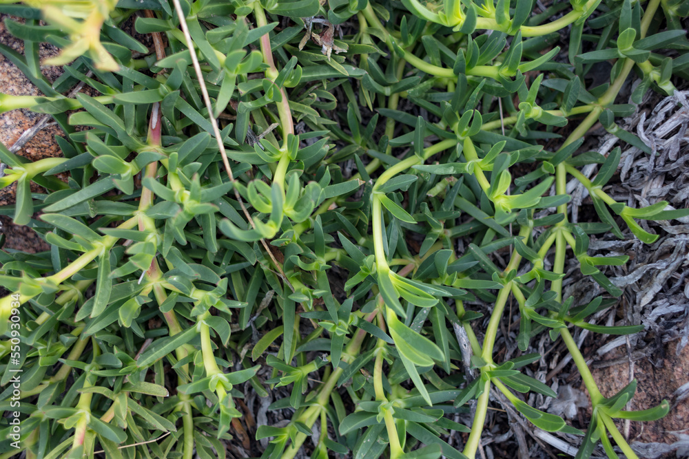 Delosperma sutherlandii in Capo testa, Sardinia, Italy. Dwarf perennial plant, dense lawn, Aizoaceae. Delosperma sutherlandii in Capo testa, Sardinia, Italy. Dwarf perennial plant, dense lawn, Aizoaceae.