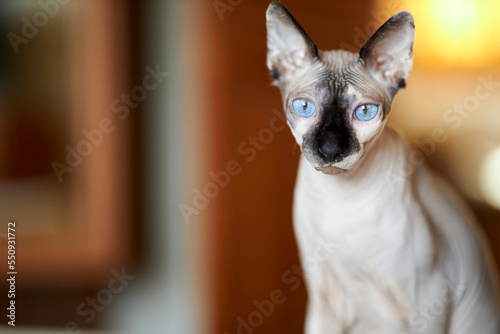 Light colored Canadian Sphynx with a black nose and blue eyes, close-up. Male Sphinx cat with blue eyes, black nose, looking at the camera. Closeup of a Canadian Sphynx with a black nose and blue eyes