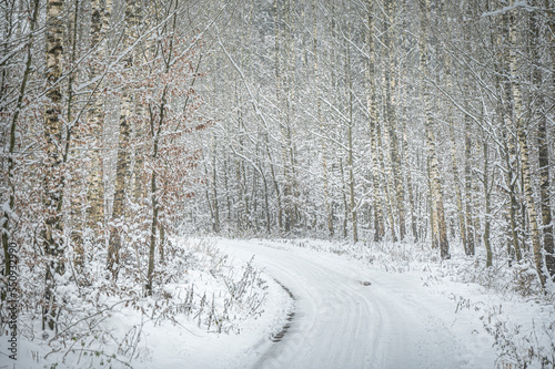 Beautiful winter photos of the forest