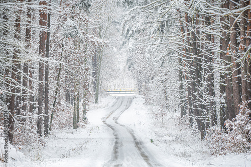 Beautiful winter photos of the forest in Poland 
