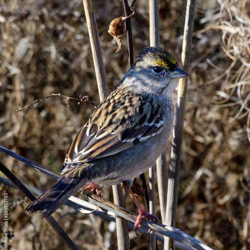 Golden Crowned Sparrow