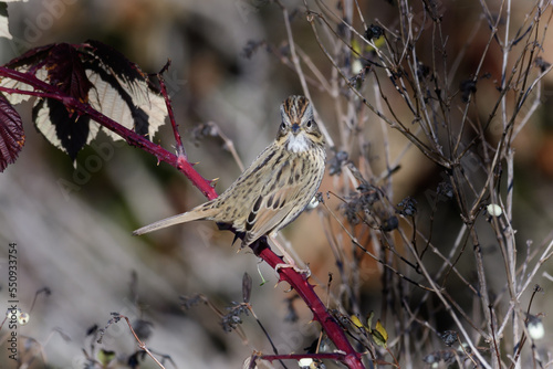 Lincoln Sparrow Looking at You