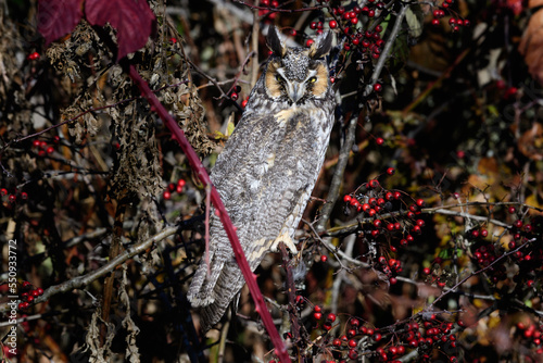 Long-eared Owl