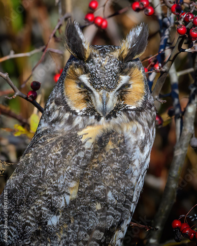 Long-eared Owl