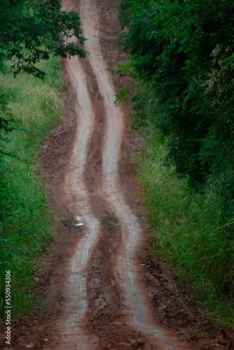red dirt road in the middle of the jungle