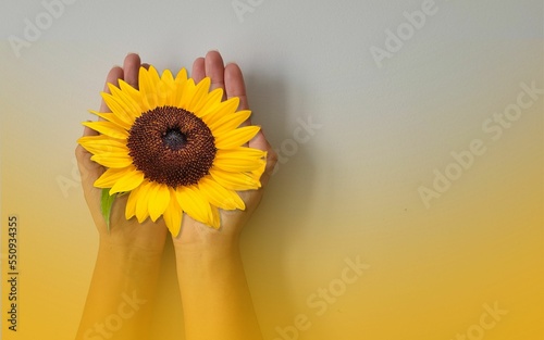 background of hands holding sunflower flower