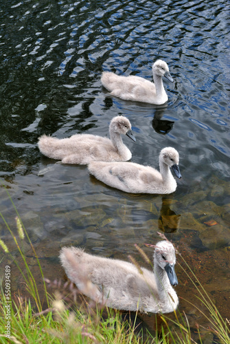 Four Cygnets Swimming in Calm Waters of Canal