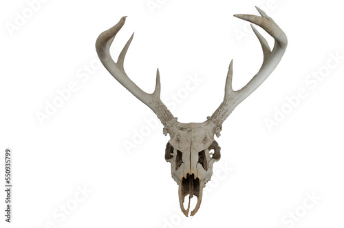 Deer skull with antlers on transparent background