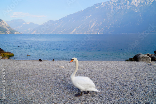 a beautiful white swan on the shore of scenic lake Garda in the mediterranean town Limone sul Garda with the Italian Alps in the background (Lombardy, Italy)