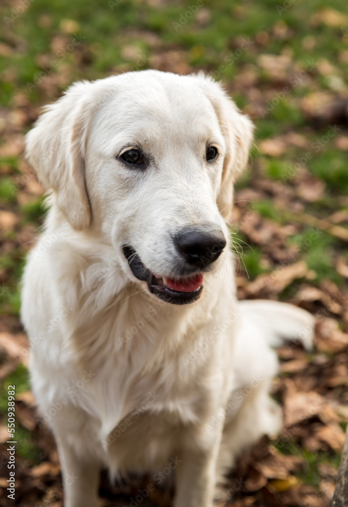 White Golden Retriever young dog portrait outside. Fall season.