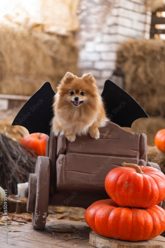 Pomeranian with black wings. A dog in a dragon costume close-up on a pumpkin background. Halloween concept