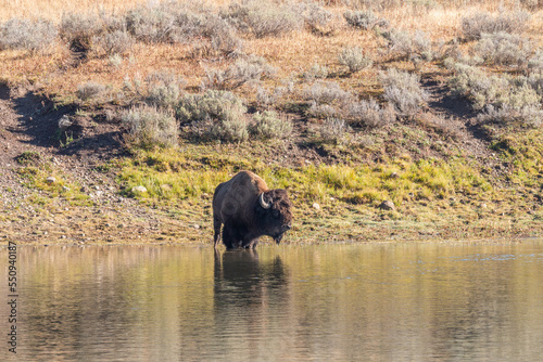 Bison Crossing the Yellowstone River in Autumn
