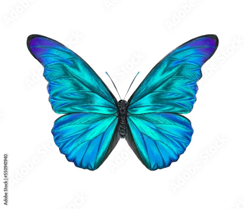 Blue morpho butterfly hand drawn illustration. Bright tropical insect drawing isolated over white background. © Mara Fribus