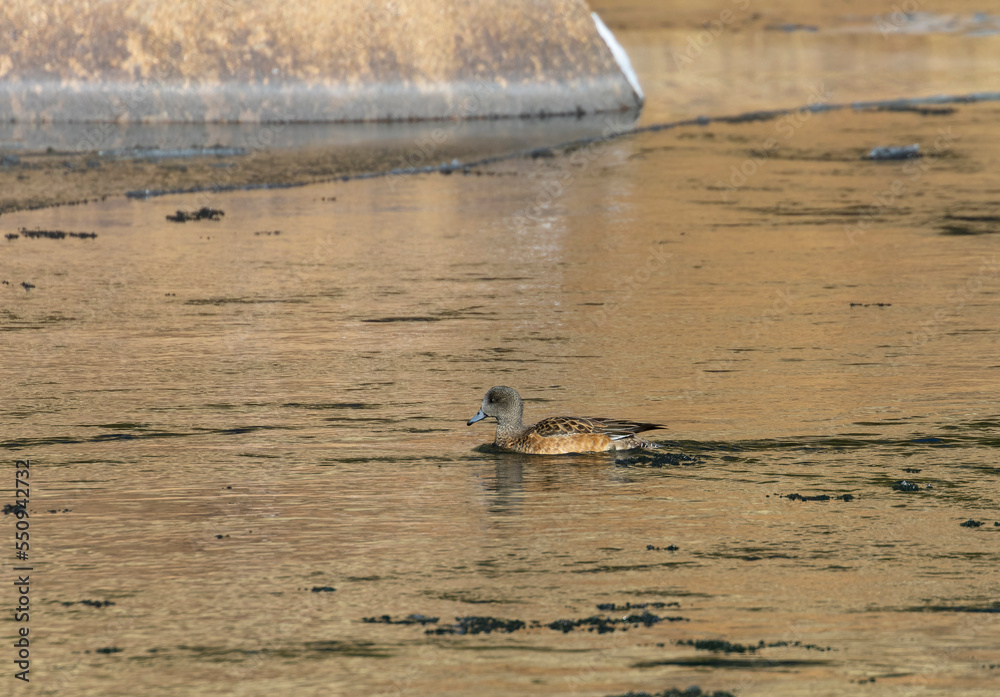 Fototapeta premium American Wigeon