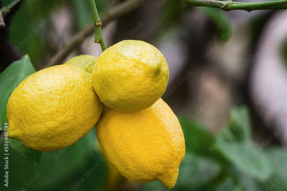 lemon fruit crop on tree