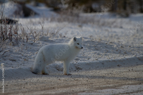 Arctic fox or Vulpes Lagopus standing on the side of a gravel road near Churchill  Manitoba  Canada