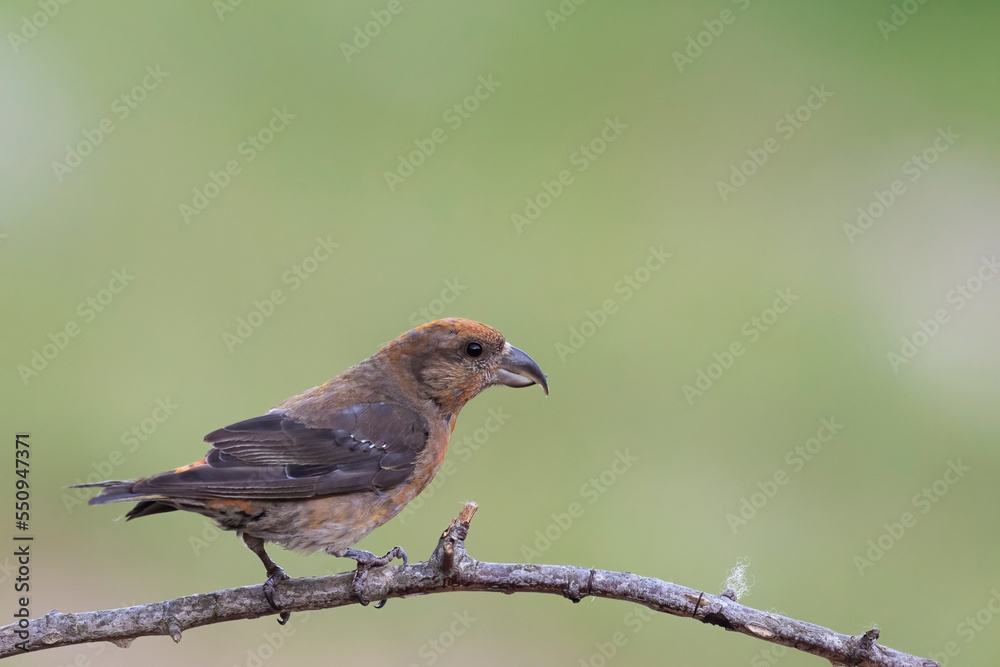 Common crossbill (Loxia curvirostra) in Abruzzo, Italy Common crossbill (Loxia curvirostra) in Abruzzo, Italy