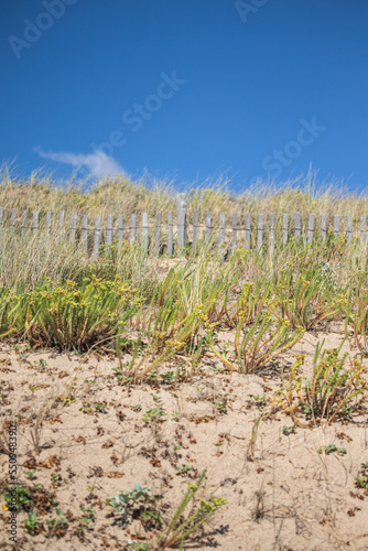 Sand dune near the sea belonging to the Atlantic Ocean in Saint-Gilles-Croix-de-Vie