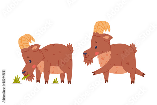 Urial Character as Wild Mountain Sheep with Horns Chewing Grass and Running Vector Set