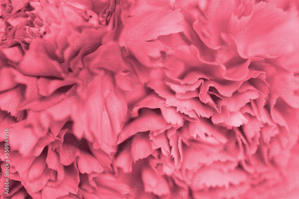 Close-up of pink carnation flower. Abstract nature background.
